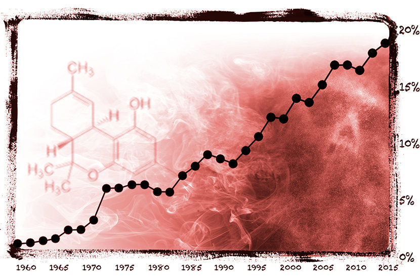 
Quanto mais THC, mais psicoativas se torna a droga e maior é o potencial para abuso, toxicodependência e outros efeitos prejudiciais.

